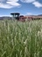 Pocatello Real Estate - MLS #578824 - Photograph #2